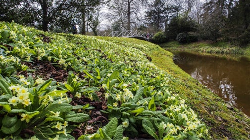 Croome spring primroses